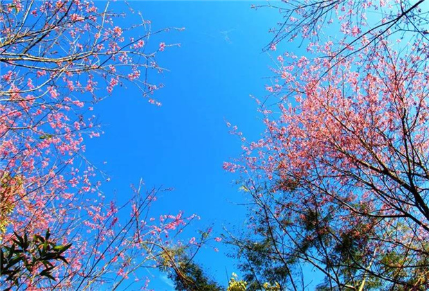 普洱旅游：普洱的櫻花正盛開，映紅了藍天，映紅了森林……
